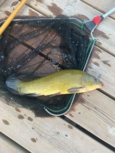 Tench