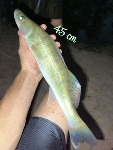 Zander