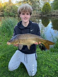 Common Carp
