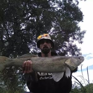 Zander