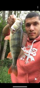 European Perch