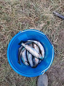 Rainbow Trout
