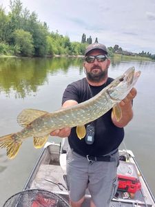 Northern Pike