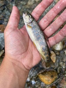 Brown Trout