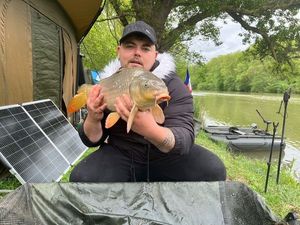 Common Carp