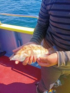 Coral Hind