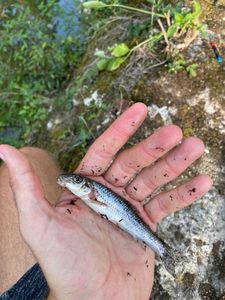 Gudgeon