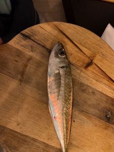 Mediterranean Horse Mackerel