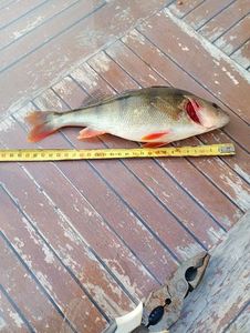 European Perch