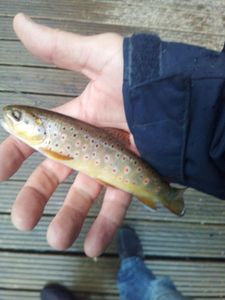 Brown Trout