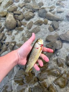 Brown Trout