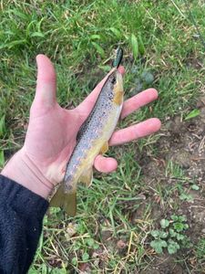 Brown Trout