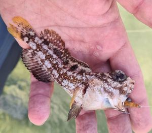 Banded Jawfish