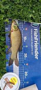 Tench