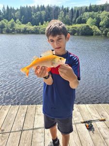 Golden Perch