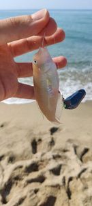 Pearly Razorfish