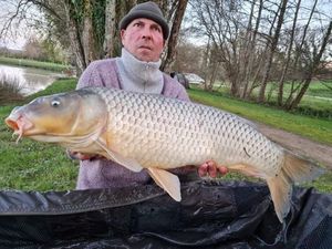 Common Carp