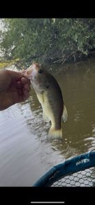 Largemouth Bass