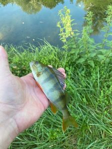 European Perch