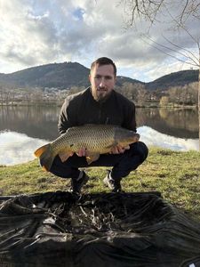 Common Carp