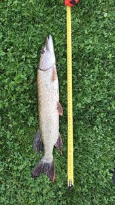 Northern Pike