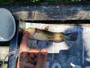 Black Bullhead