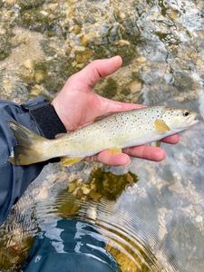 Brown Trout