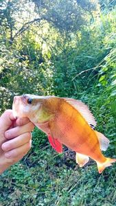 European Perch
