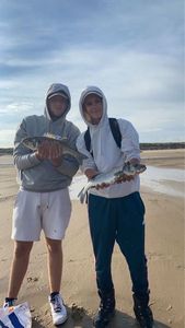 European Bass (Seabass)