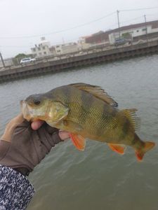 European Perch