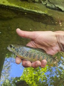 Brown Trout
