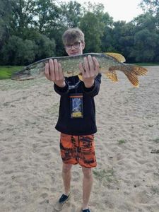 Northern Pike
