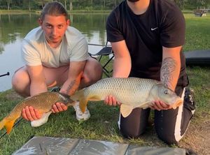 Common Carp