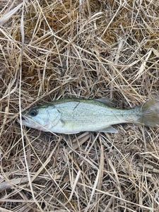 Largemouth Bass