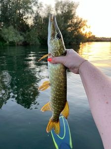 Northern Pike