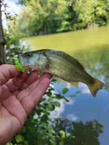 Largemouth Bass