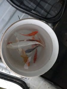 Koï Fish