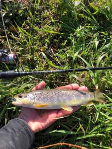 Brown Trout