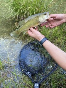 Smallmouth Bass