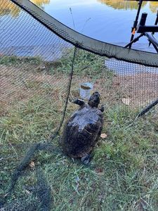 Red-Eared Slider