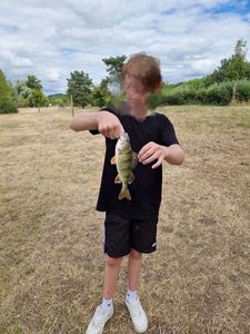 European Perch