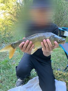 Mirror Carp