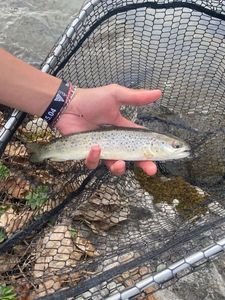 Brown Trout