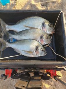 Gilthead Seabream