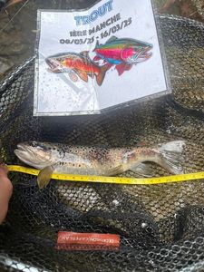 Brown Trout