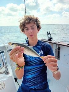 Mediterranean Horse Mackerel