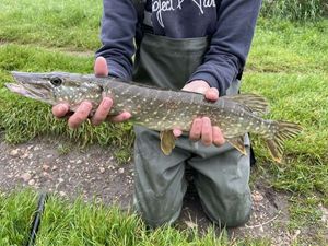 Northern Pike