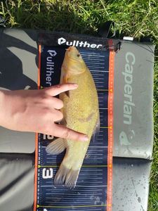 Tench