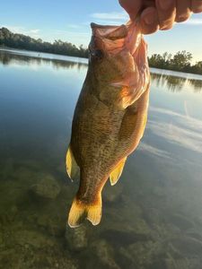 Largemouth Bass