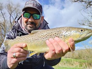 Brown Trout